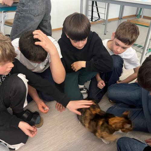 Katze 4