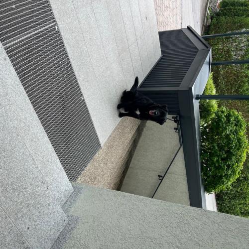 Hund und Katz